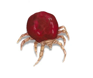 Bird Mites