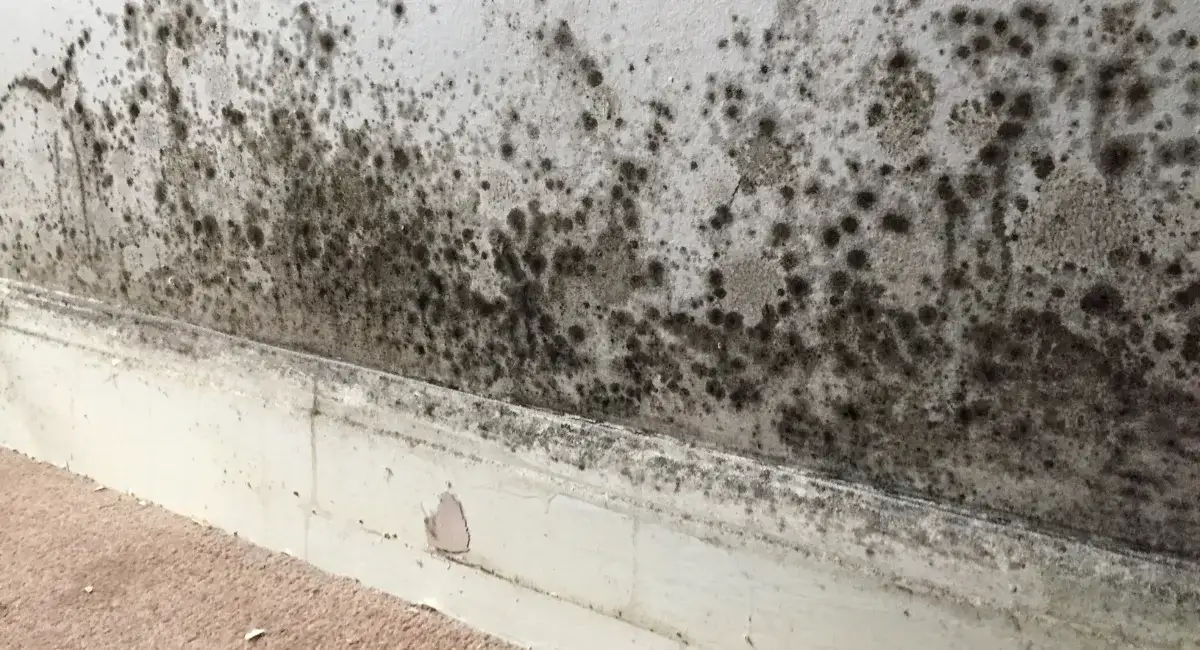 Termite damage