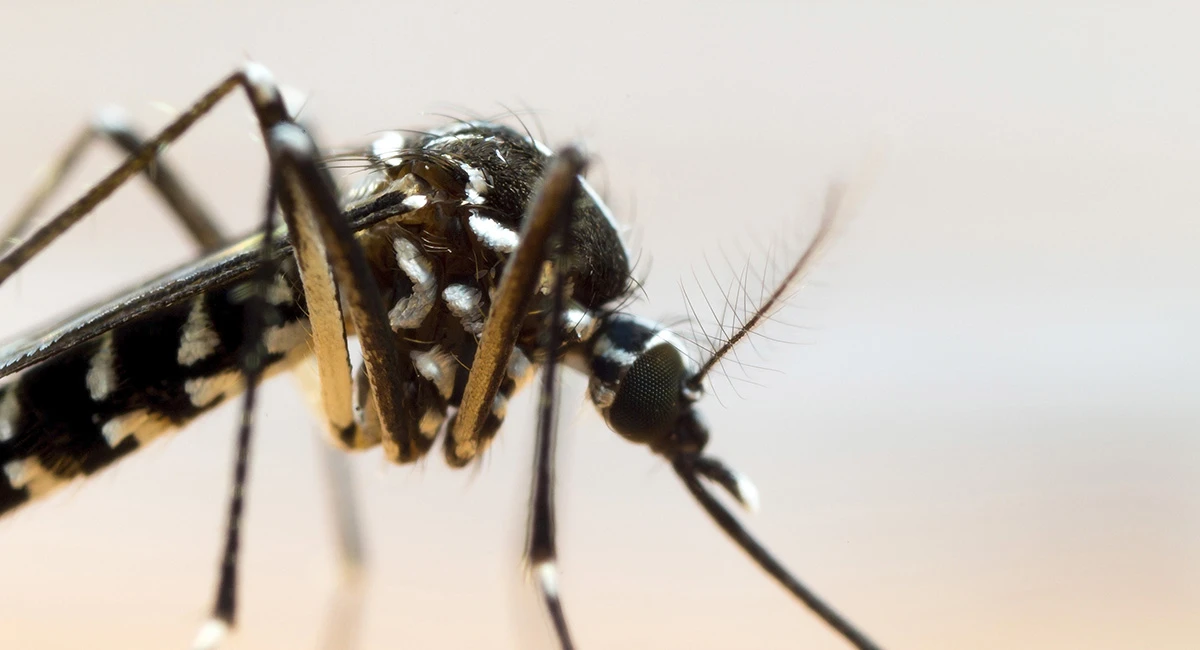 Mosquitos