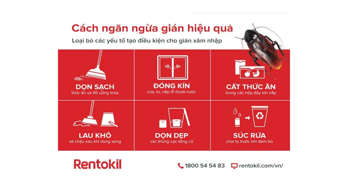 Bạn chưa có biện pháp ngăn chặn Gián đúng cách