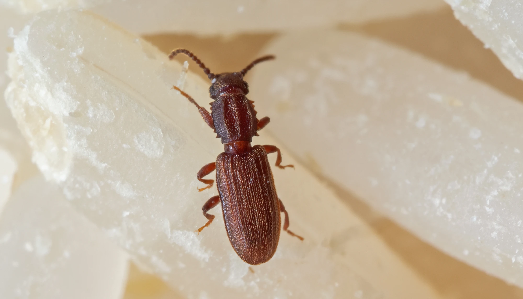 Oryzaephilus surinamensis