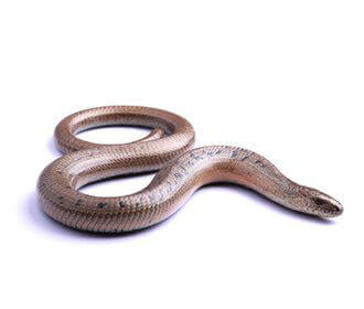 Anguis fragilis