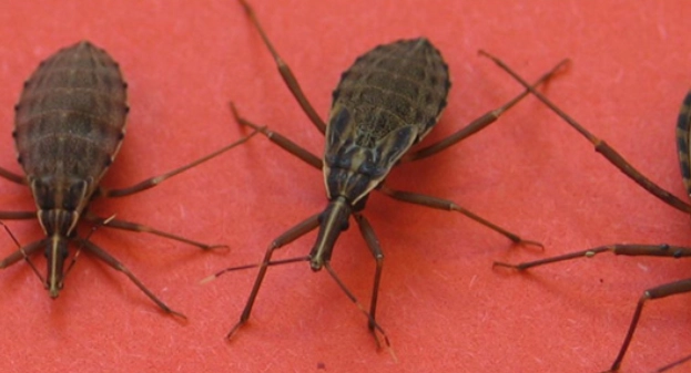 nymphs-and-triatomine