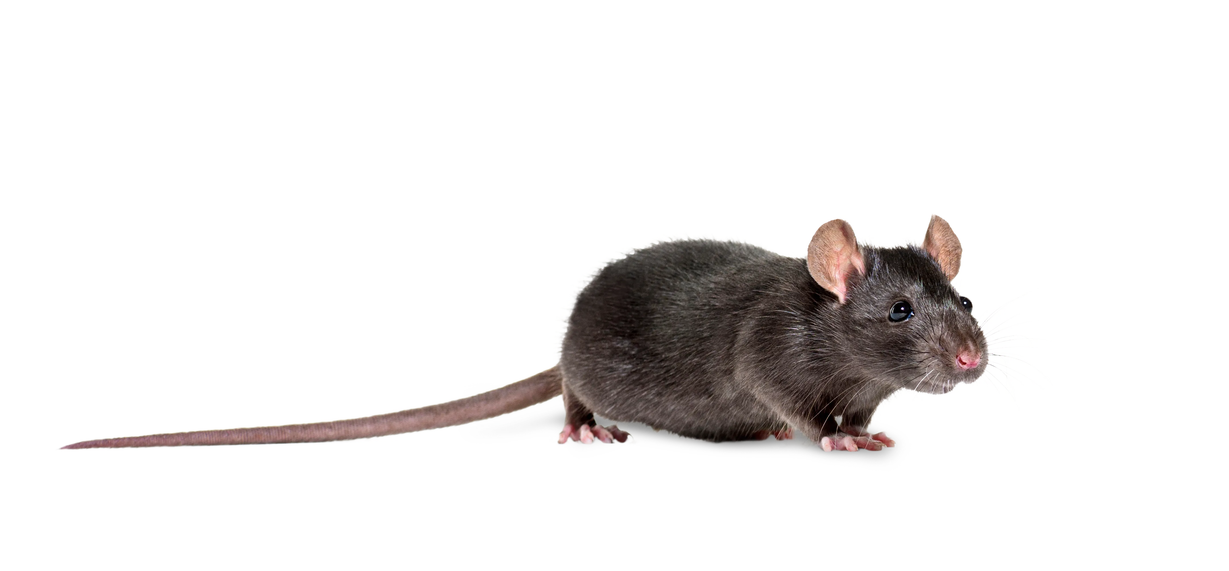 rat noir