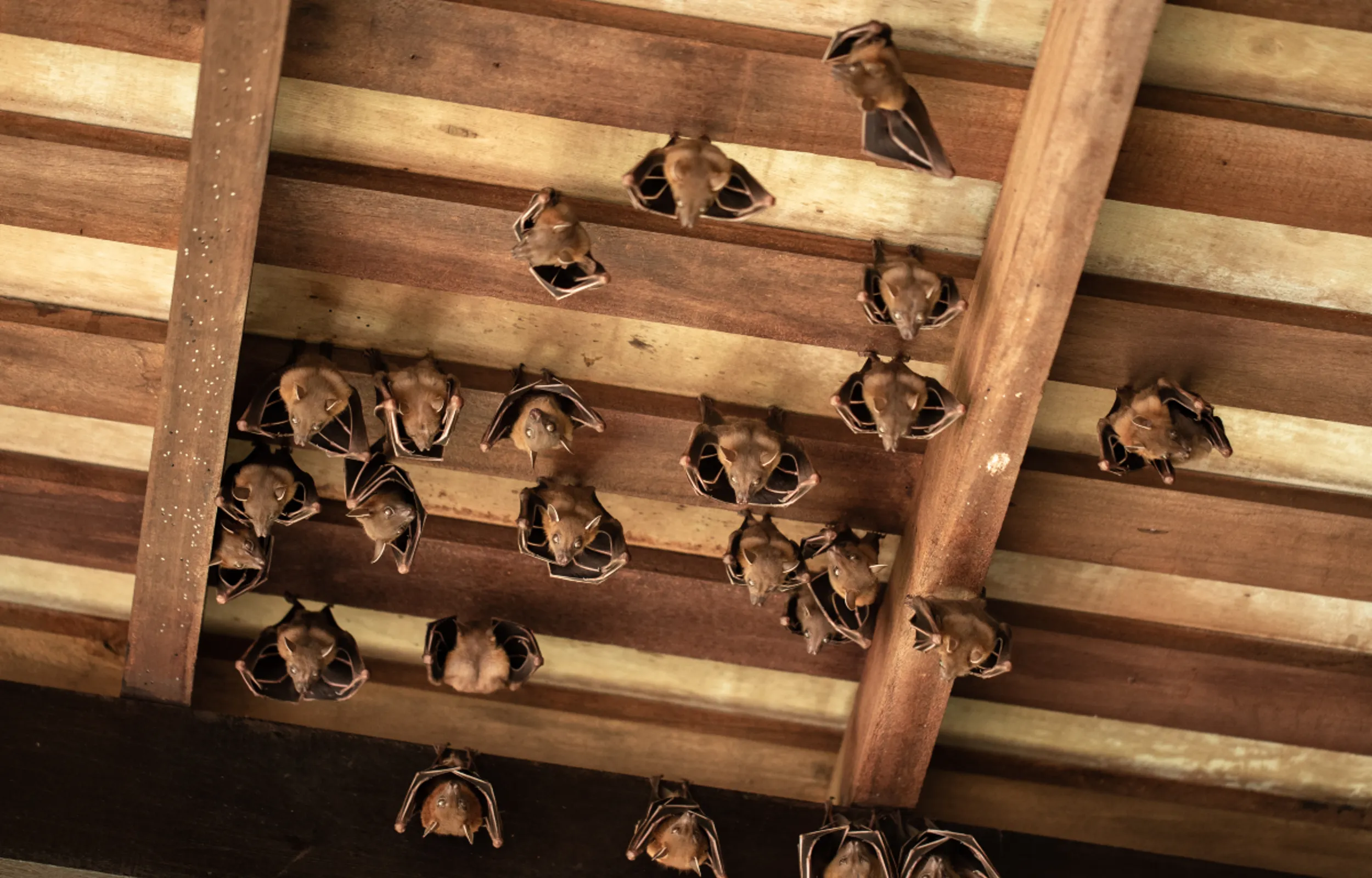 bats