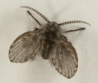 Mosca-Traça 