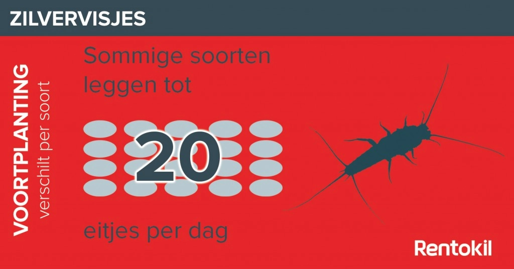 Leggen zilvervisjes eitjes?